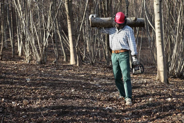 Madera de leñador con motosierra que lleva troncos de árbol grande en — Foto de Stock