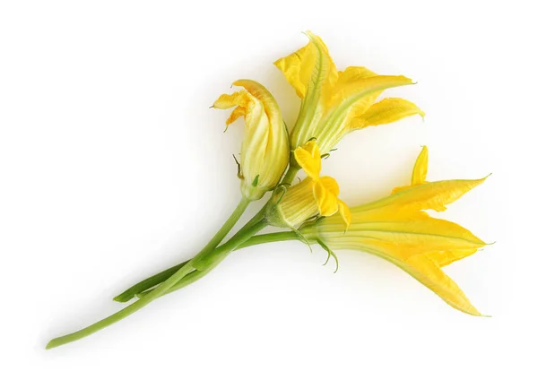 Fleurs de courgettes isolées sur fond blanc — Photo