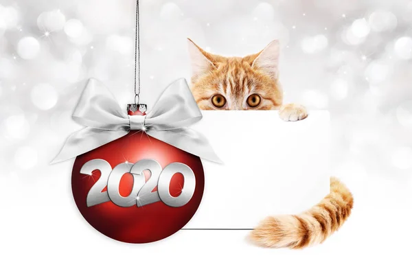 2020 년 행복 한 새해 표어, 붉은 크리스마스 트리를 가진 생강 애완 고양이 — 스톡 사진