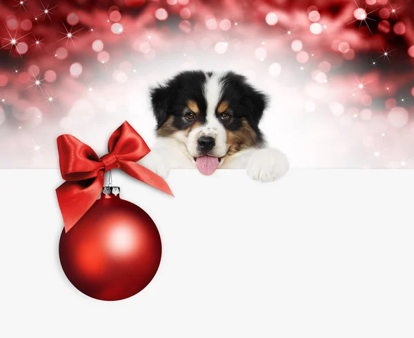 Boldog karácsonyt és boldog új évet ajándék kártya, kiskutya kisállat kutya — Stock Fotó