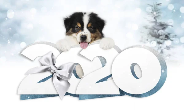 2020 feliz año nuevo texto número, cachorro mascota perro con plata chris — Foto de Stock