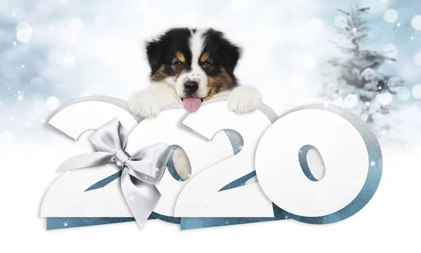 Frohes Neues Jahr 2020 Mit Hund Bilder Test 6