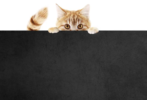滑稽的宠物猫，在白色的背沟上展示一个黑色的标语牌 — 图库照片