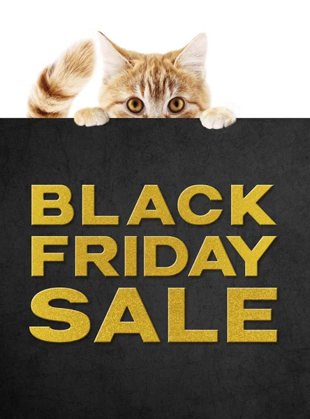 Gato mascota divertida mostrando negro viernes venta texto de oro escrito en b — Foto de Stock