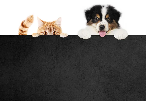 Cachorro perro y gato mascotas juntos mostrando un cartel negro aislado — Foto de Stock