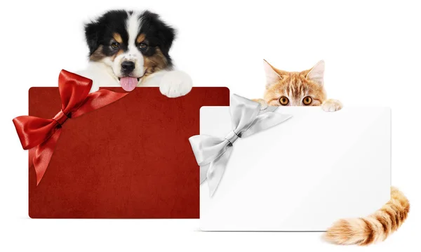 Tarjeta de regalo para la tienda de mascotas, perrito de cachorro y gato de gatos juntos aislados. — Foto de Stock