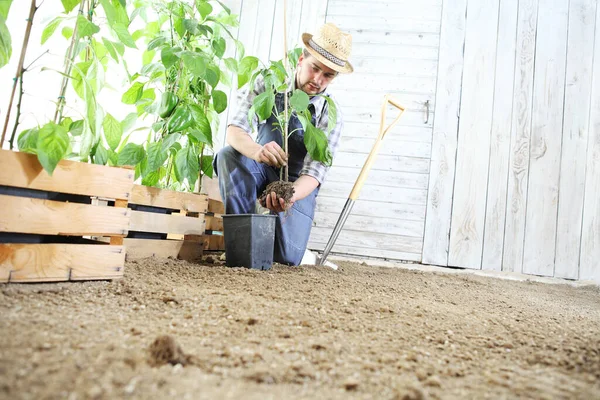 man plant out a seedling in the vegetable garden, work the soil with the garden spade, near wooden boxes full of green plants