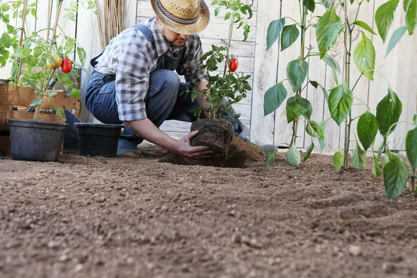 Hombre Planta Tomates Las Macetas Suelo Huerta Trabaja Para Crecer — Foto de Stock