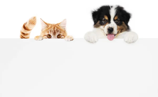 Pet Store Concept Puppy Dog Pet Cat Together Showing Placard — Stock fotografie