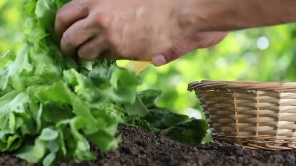 Hände Pflücken Salat Mit Korb Pflanze Gemüsegarten Nahaufnahme — Stockvideo