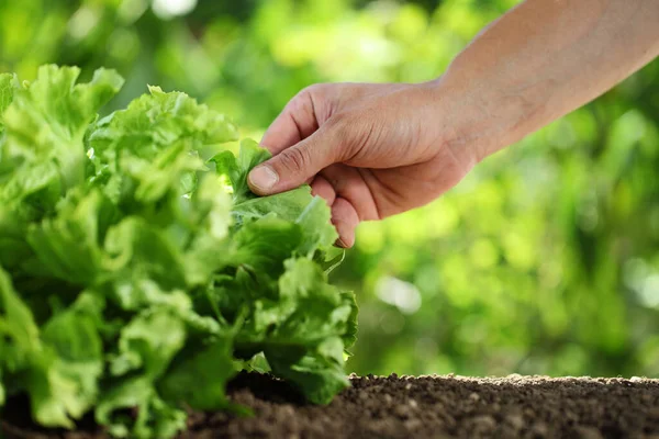Hand picking green fresh lettuce plant in vegetable garden, close up on the soil