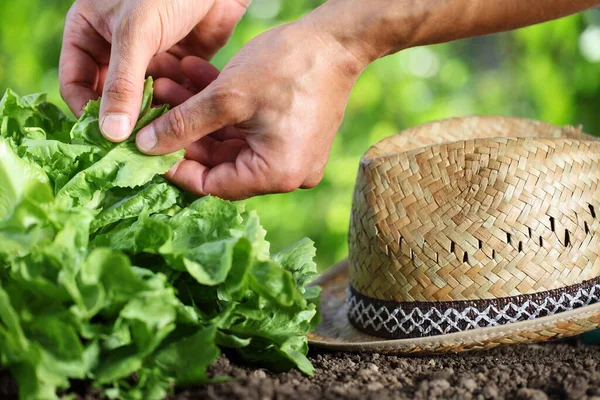 Hands Picking Green Fresh Lettuce Plant Straw Hat Vegetable Garden — Stock Photo, Image