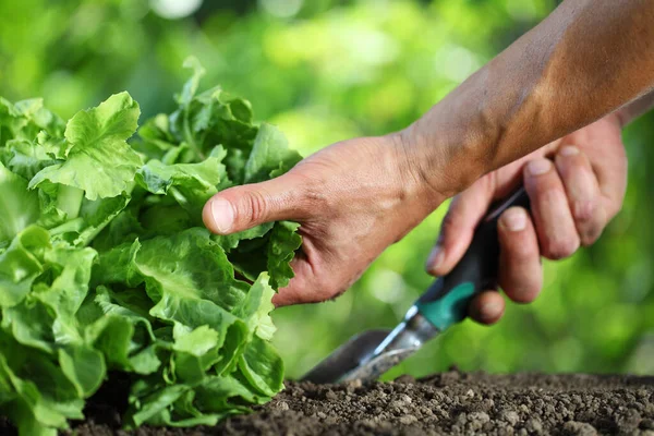 Work Vegetable Garden Hands Hoeing Soil Small Spade Shovel Grow — Stock Photo, Image