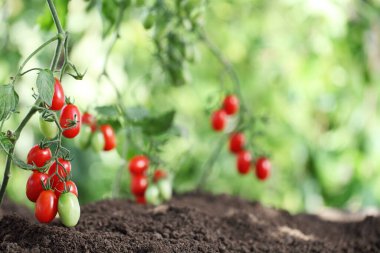 sebze bahçesi taze domates kiraz bitkileri toprağa kapanıyor.