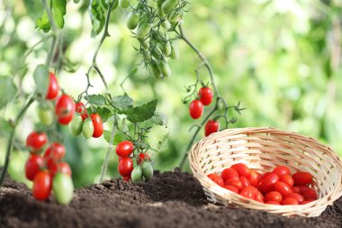 Topraktaki bitkilerden toplanmış taze domateslerle dolu bir sepet dolusu sebze sepeti içinde çalış.