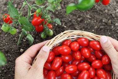 Sebze bahçesinde çalışıyorum. Çiçekten sepetle taze kırmızı domates topluyorum. Toprak manzaralı.
