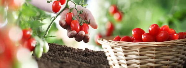 Trabalho Mão Jardim Vegetal Cesta Cheia Tomates Frescos Cereja Planta — Fotografia de Stock