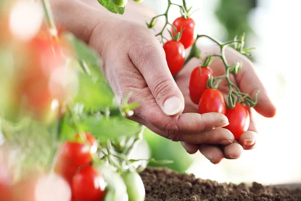 Werk Moestuin Handen Vol Verse Tomaten Kers Van Plant Close — Stockfoto