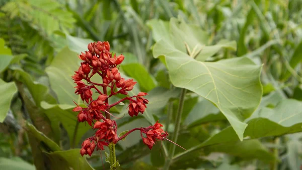 Asclepias è un genere di piante erbacee, perenni, fiorite note come graminacee, dal nome del loro lattice, una sostanza lattiginosa contenente glicosidi cardiaci chiamati cardenolidi, essudati dove le cellule sono d — Foto Stock