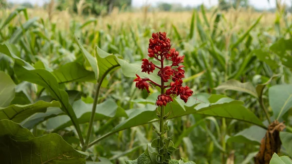 Asclepias é um gênero de plantas herbáceas, perenes, com flores conhecidas como milkweeds, nomeado por seu látex, uma substância leitosa que contém glicosídeos cardíacos denominados cardenolides, exsudados onde as células são d — Fotografia de Stock