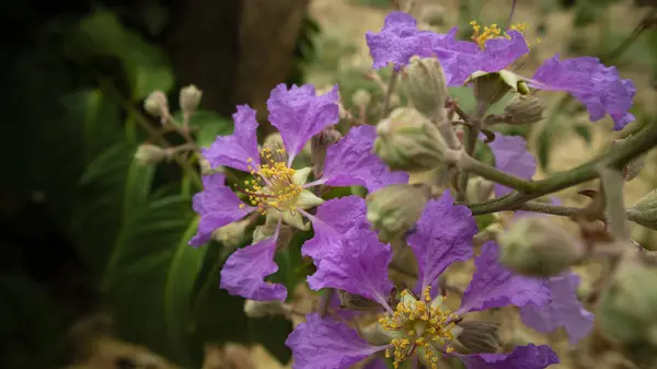 Bellissimi fiori viola che crescono selvatici in estate — Foto Stock