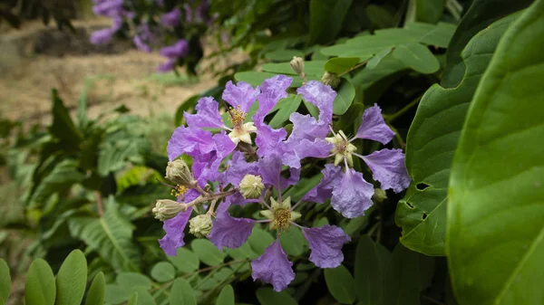 Schöne lila Blumen, die im Sommer wild wachsen — Stockfoto