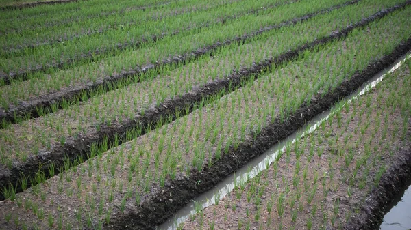 Plantações de cebola, um tipo de agricultura diferente do arroz que tem alto valor comercial como ingredientes de cozinha — Fotografia de Stock