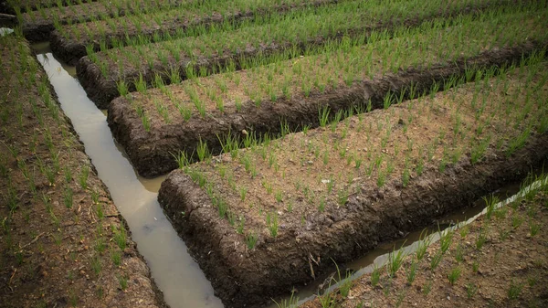 Løkbeplantninger, en annen type landbruk enn ris, med høy forretningsverdi som ingredienser i matlaging – stockfoto