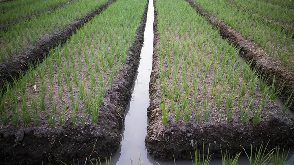 Plantações de cebola, um tipo de agricultura diferente do arroz que tem alto valor comercial como ingredientes de cozinha — Fotografia de Stock