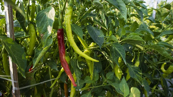 Chili-Anbau, einer der Landwirtschaft mit gutem Geschäftswert. sieht mit maximaler Sorgfalt fruchtbar aus — Stockfoto