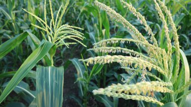 Mısır ipeği, meyve mevsimine giriyor. Optimal bakım, haşere saldırılarını ve mahsul yetersizliğini azaltabilir