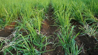 Şeker kamışının genişliği yaklaşık 3 aylık. Şeker ve iyi iş değeri olan diğer tatlandırıcılar için temel malzemeler