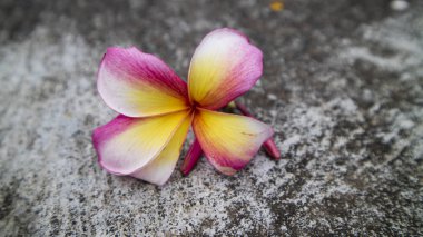 Pembe Plumeria çiçekleri, arkaplan resimleri ve aromaterapi sembolleri olarak kullanılabilir.