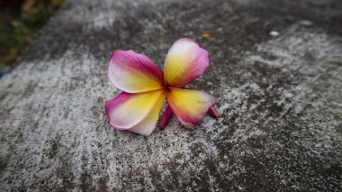Pembe Plumeria çiçekleri, arkaplan resimleri ve aromaterapi sembolleri olarak kullanılabilir.