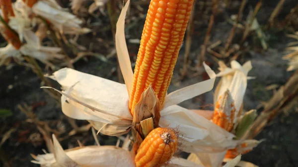 A kukoricát a törzsön szárítják, mielőtt betakarítják és hazaszállítják. — Stock Fotó