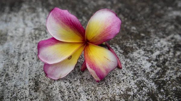 Cosmos caudatus blommor Ã ¤r vackra gula, vÃ ¤xa i det vilda. Bilden är lämplig att användas som tapet eller Garphic resurs — Stockfoto