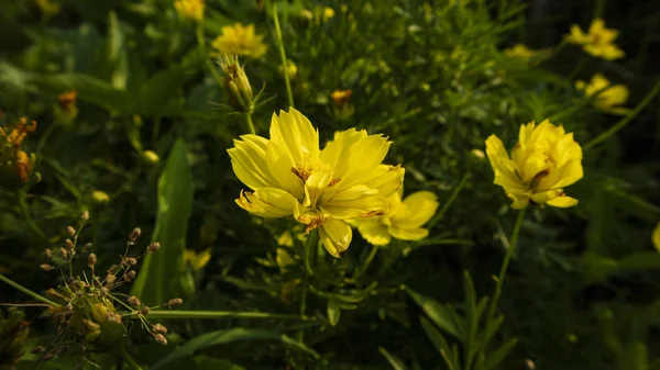 宇宙杜鹃的花朵是美丽的黄色 生长在野外 该图像适于用作墙纸或石榴石资源 — 图库照片