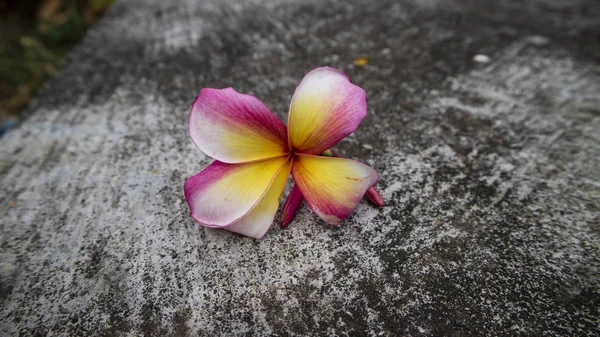Pembe Plumeria Çiçekleri Arkaplan Resimleri Aromaterapi Sembolleri Olarak Kullanılabilir — Stok fotoğraf