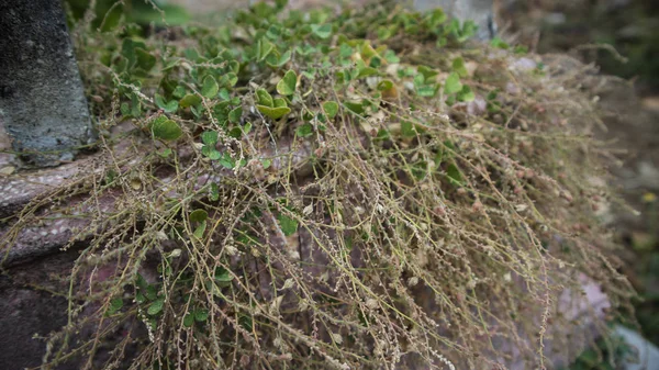 墓の墓石の上に繊維状の根を持つ野生の草 — ストック写真