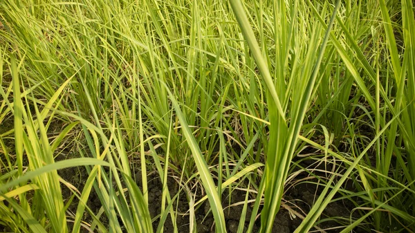 Expanse Sugar Cane Months Old Basic Ingredients Making Sugar Other — Stock Photo, Image