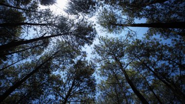 Çeşitli arka planlara sahip sıra sıra çam ağaçları. duvar kağıtlarında ve diğerlerinde kullanmak için uygun resimler