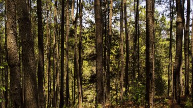 Çeşitli arka planlara sahip sıra sıra çam ağaçları. duvar kağıtlarında ve diğerlerinde kullanmak için uygun resimler