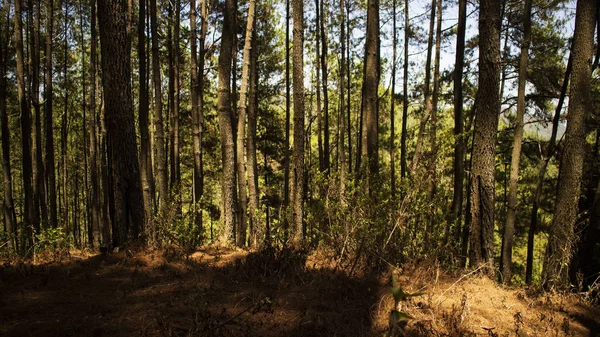 Rows of pine trees with various backgrounds. images suitable for use in wallpapers and others — Stock Photo, Image