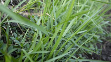 Kurak mevsimde sazlıklar ya da Imperata silindiri. Sabahları manzara ve kırsal kesimde sessiz bir atmosfer.