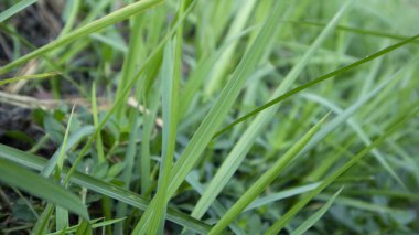 Kurak mevsimde sazlıklar ya da Imperata silindiri. Sabahları manzara ve kırsal kesimde sessiz bir atmosfer.