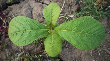 Kene yaprakları, arkaplan resmi olarak kullanılmak için uygun, temiz bir dokuya sahiptir. Tik ağacı asgari su koşullarında yaşayabilen tropikal bir bitkidir..