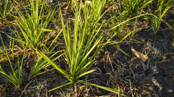 Rákosí nebo tzv. Imperata cylindrica v období sucha. Krajina v dopoledních hodinách s klidnou atmosférou na venkově — Stock fotografie