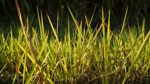 Тростник или называется Imperata cylindrica в сухой сезон. Утренний пейзаж с тихой атмосферой в сельской местности — стоковое фото