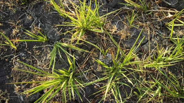 Schilf oder Imperata cylindrica in der Trockenzeit genannt. Landschaft am Morgen mit ruhiger Atmosphäre auf dem Land — Stockfoto