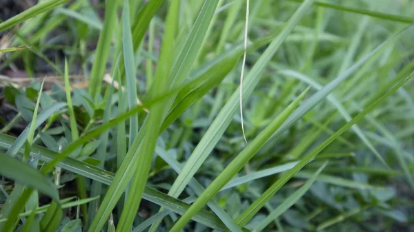 Тростник или называется Imperata cylindrica в сухой сезон. Утренний пейзаж с тихой атмосферой в сельской местности — стоковое фото